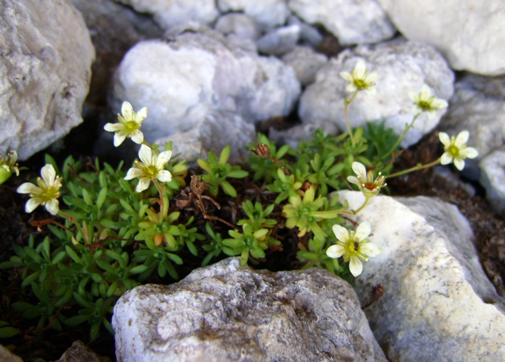 Saxifraga exarata / Sassifraga solcata
